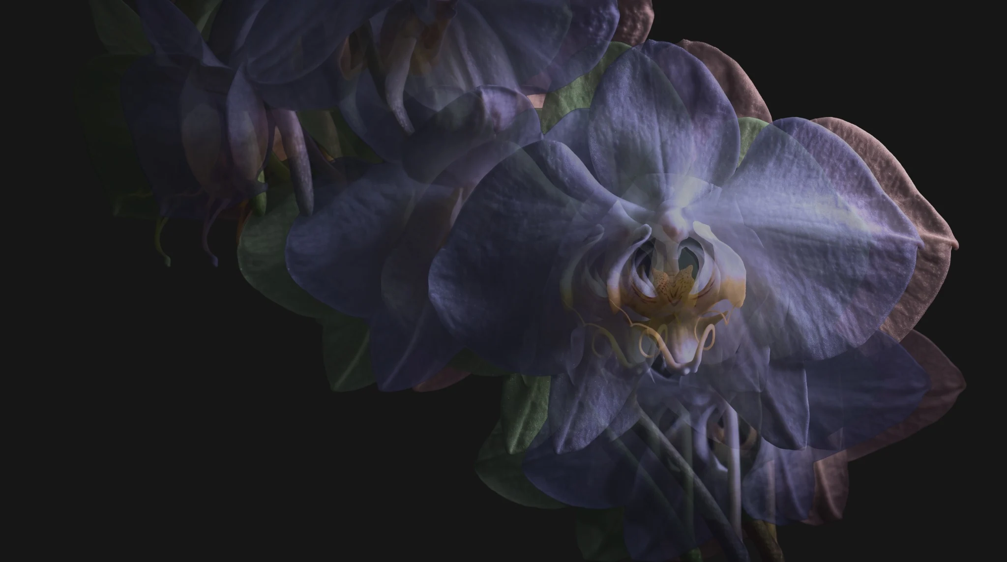 Several translucent, violet-toned orchid images overlap, revealing different positions and interpretations of the same flower.